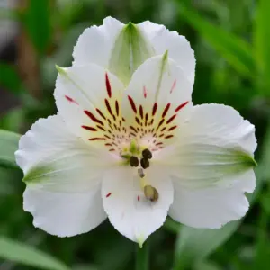 alstroemeria virginia