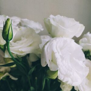 lisianthus cupid 3 white