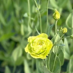 lisianthus rosanne 2 bright green