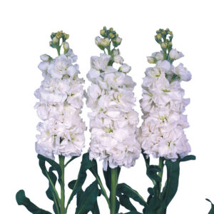 matthiola iron white