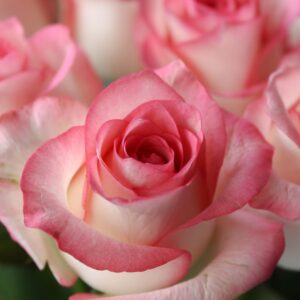 rosita 2 pink imp