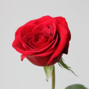 rosita 2 cherry