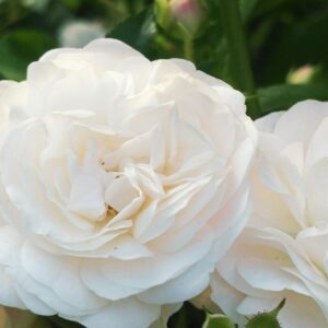 rosita 3 pure white