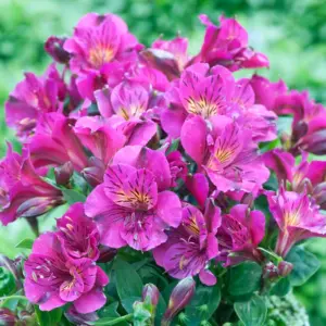 alstroemeria princess lilies louise