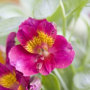 alstroemerias ceres