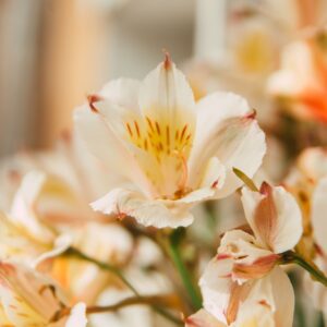 alstroemerias champagne