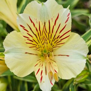 alstroemerias lemon