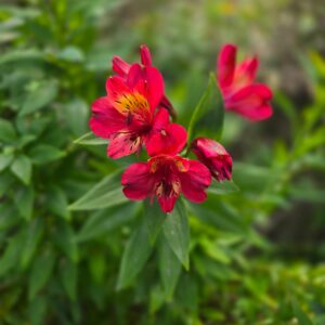 alstroemerias nadya
