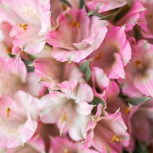 alstroemerias rebecca