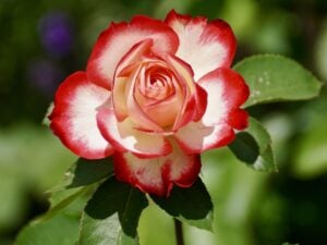 Roses Single