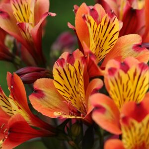 Mars – Alstroemerias – Araxya Fleurs d'Arménie