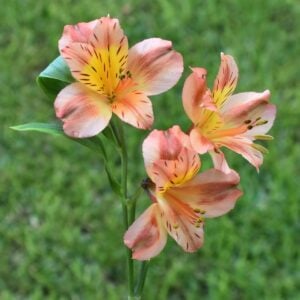 Alstroemerias