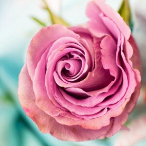 Naeli – Roses Single-Stem – Araxya Fleurs d'Arménie