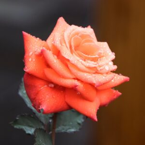 Orange – Roses Single-Stem – Araxya Fleurs d'Arménie