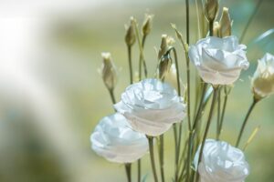 Lisianthus blanc