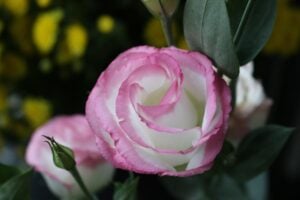Lisianthus rose
