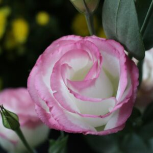 Rosita 3 Bright Pink – Lisianthus – Araxya Fleurs d'Arménie