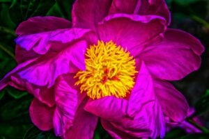 Pivoine officinale
