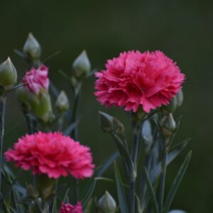 dianthus don pedro