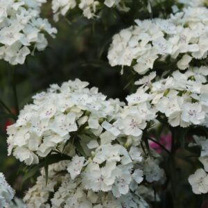 dianthus white