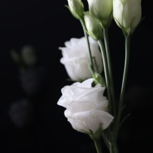 lisianthus alissa 2 white