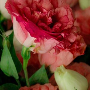 lisianthus alissa 3 pink flash