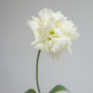 lisianthus arena 3 white