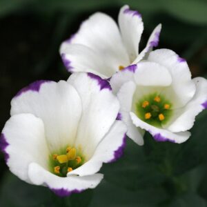 lisianthus aube 3 blue picotee