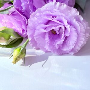lisianthus corelli 3 lavender
