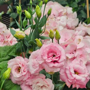 lisianthus corelli 3 rose