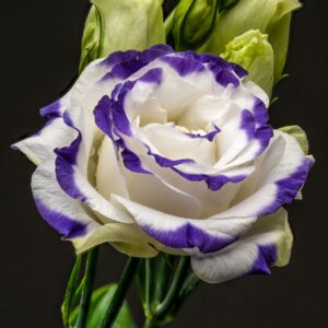 lisianthus corelli 3 su blue