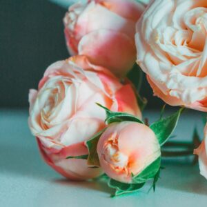 lisianthus aube 3 rose pink
