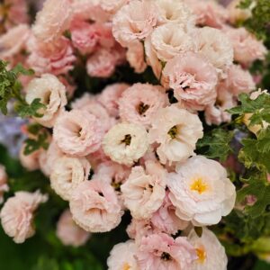 lisianthus reina champagne