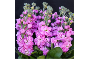 Matthiola 300x200