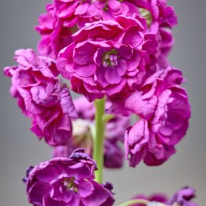matthiola iron purple