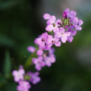 matthiola mila lavender