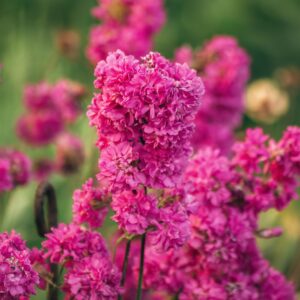 matthiola stox deep rose
