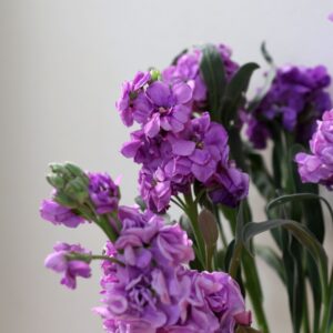 matthiola iron marine