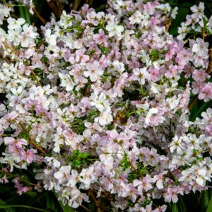 matthiola jordyn cherry blossom