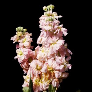 matthiola light pink