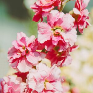 matthiola mila salmon