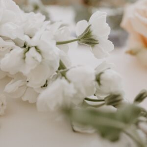 matthiola mila white