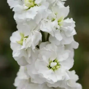 matthiola stox white