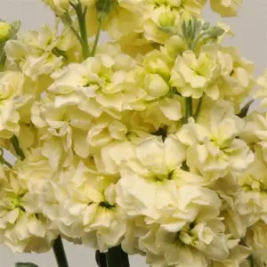 matthiola stox yellow