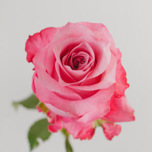 roses all for love