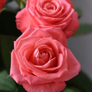 roses anna karina