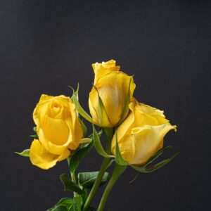 roses armine