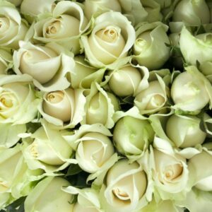 roses avalange