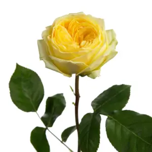 roses catalina