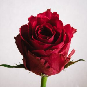 roses explorer